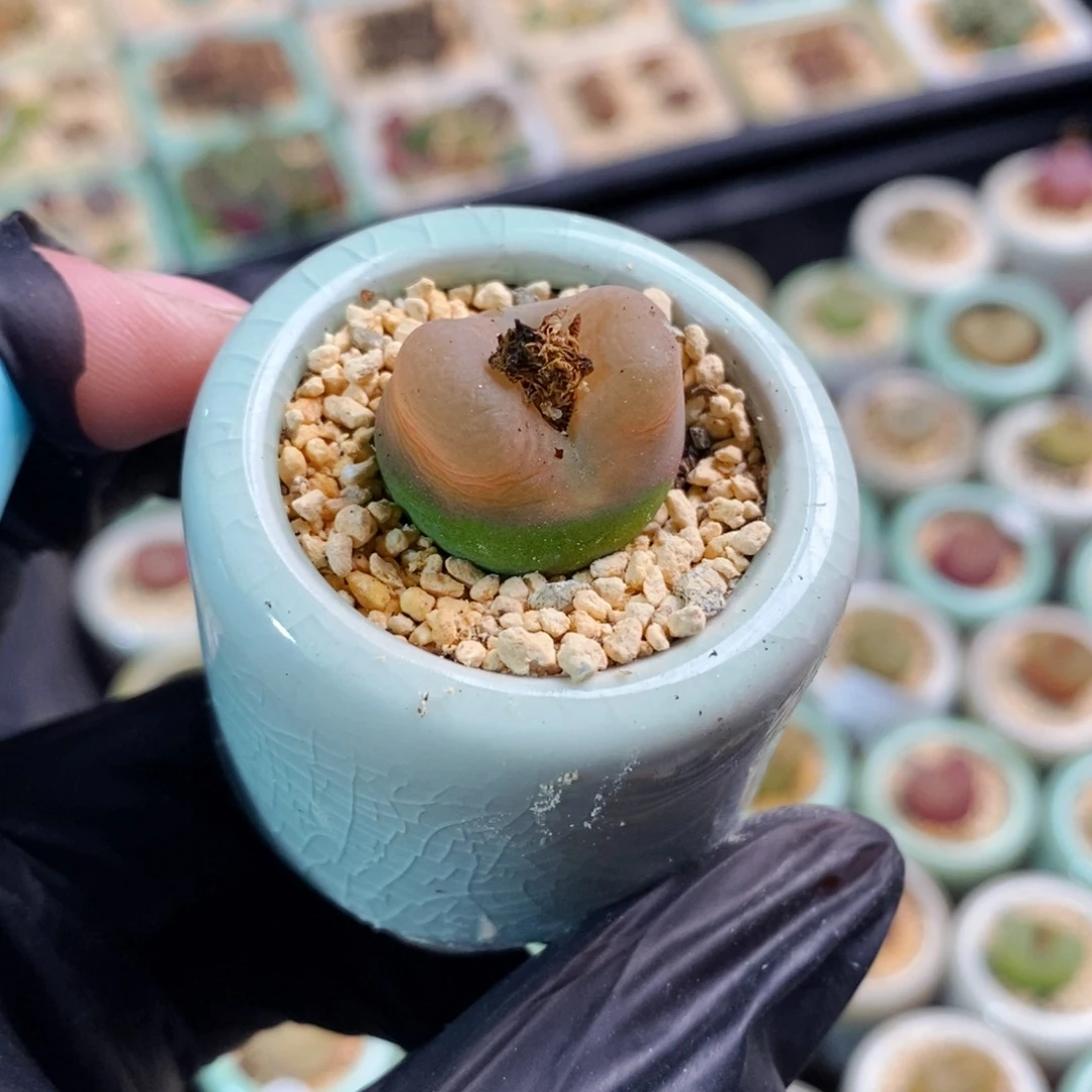 2212-一物一拍 带盆发