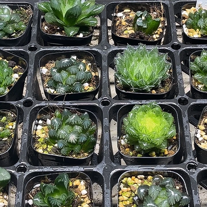 59 脱土发货8颗13.9包邮