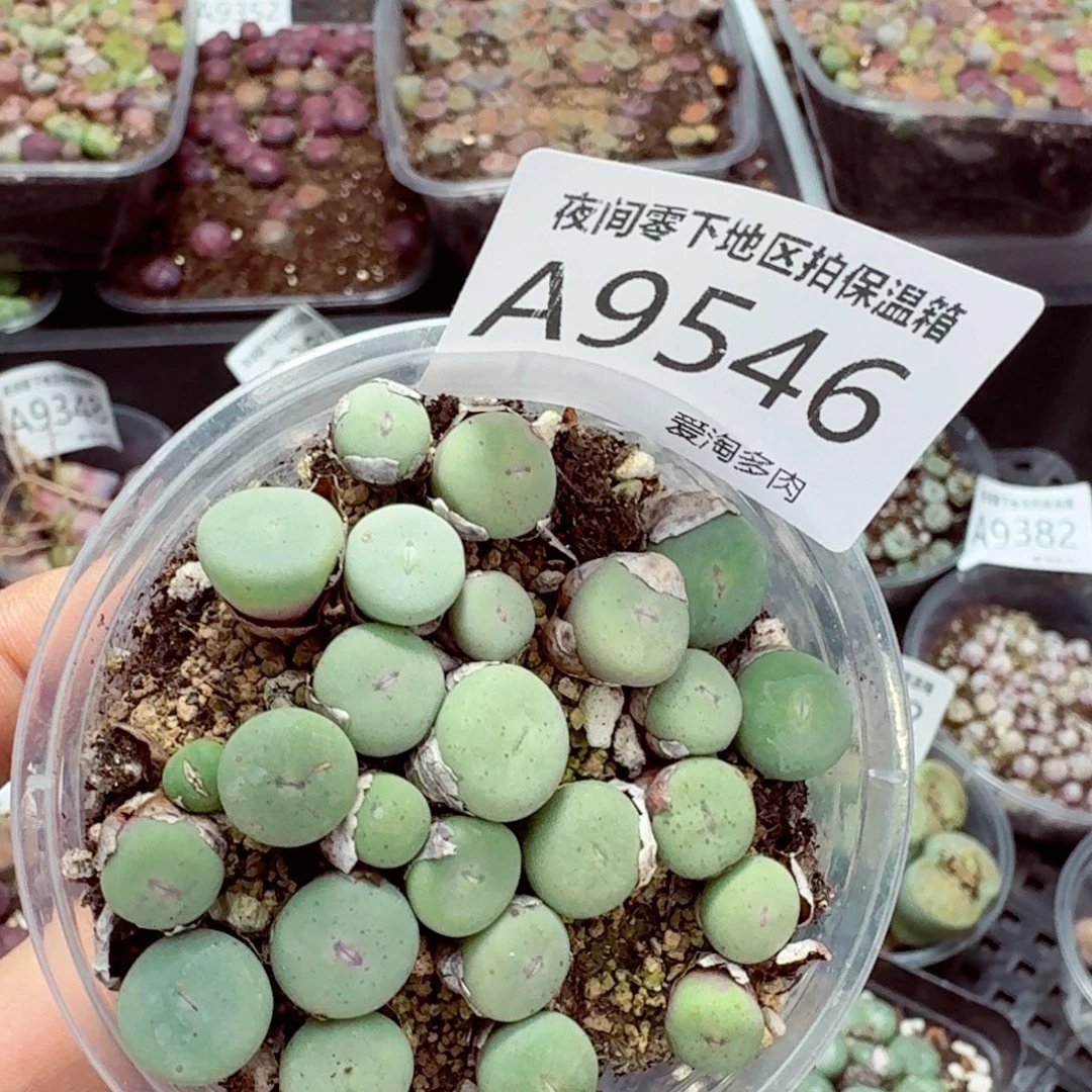 语***桃9546––零下地区需拍保温箱