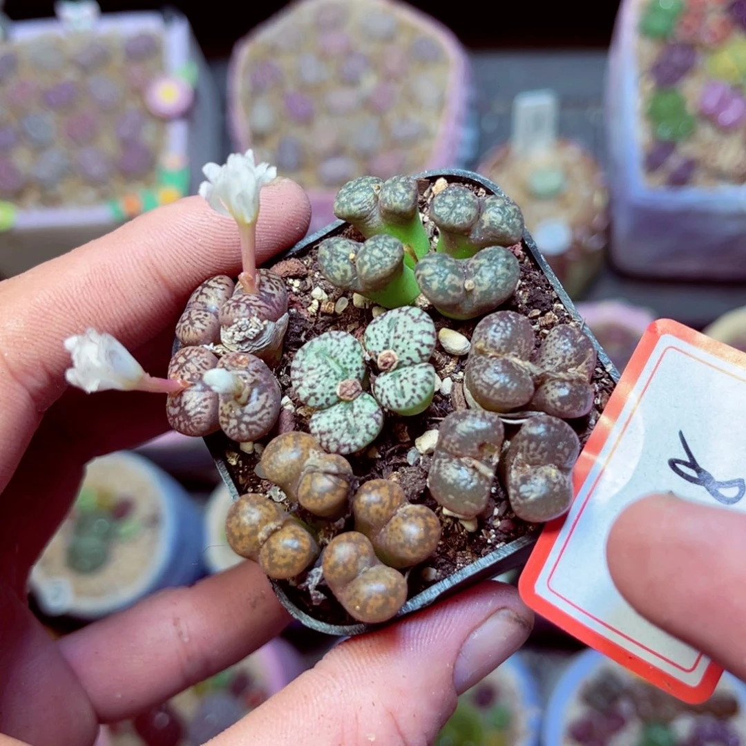 518生石花带盆发1