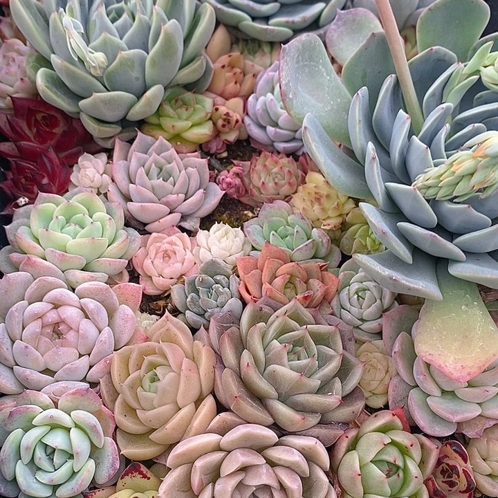 85 多肉植物盆栽花卉植物