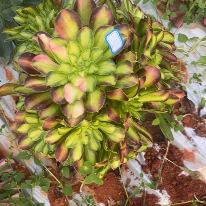 31嫁接韶华朵朵缀化法师