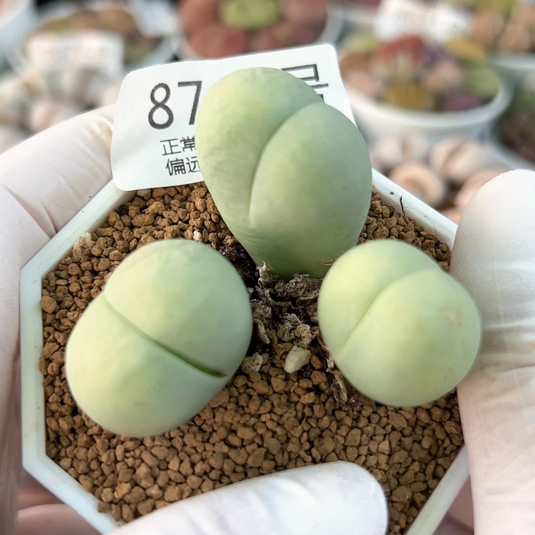 好养易活生石花大母本8744