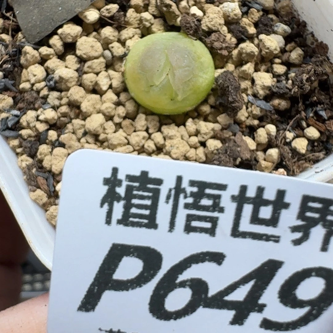 多肉植物的人生fhjn