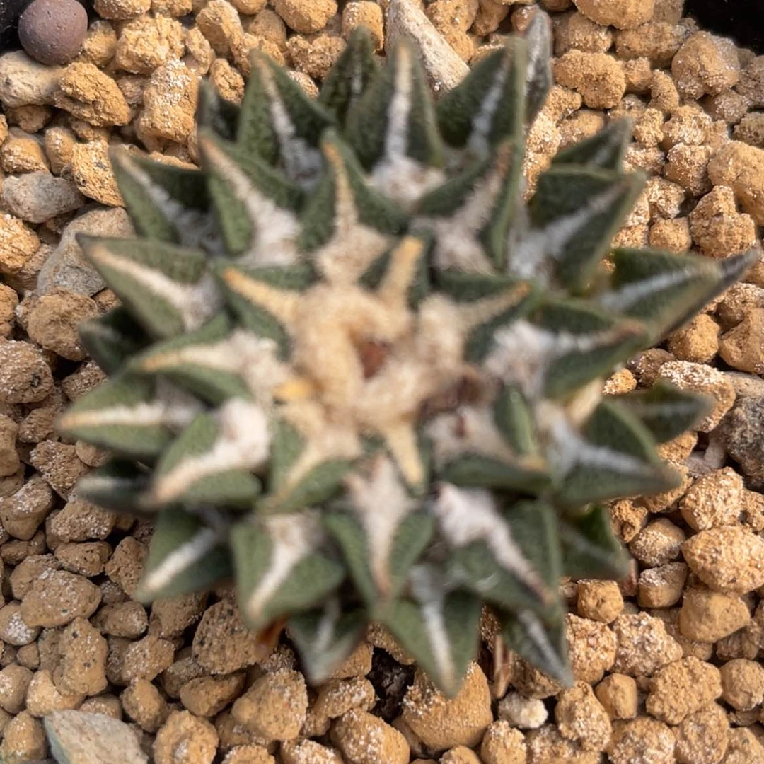 【闪购商品】于*童实生黑牡丹