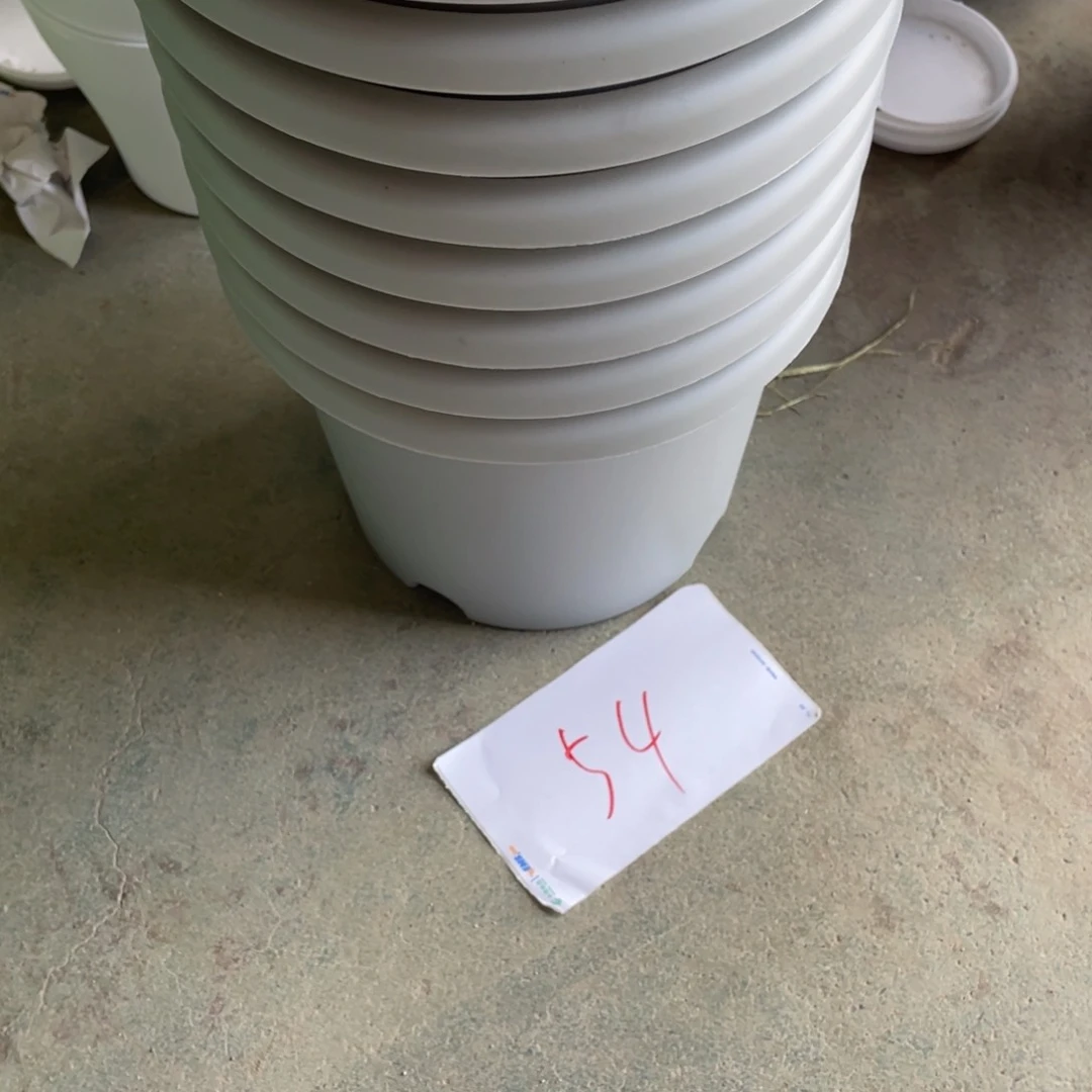 编号是54号的54号的