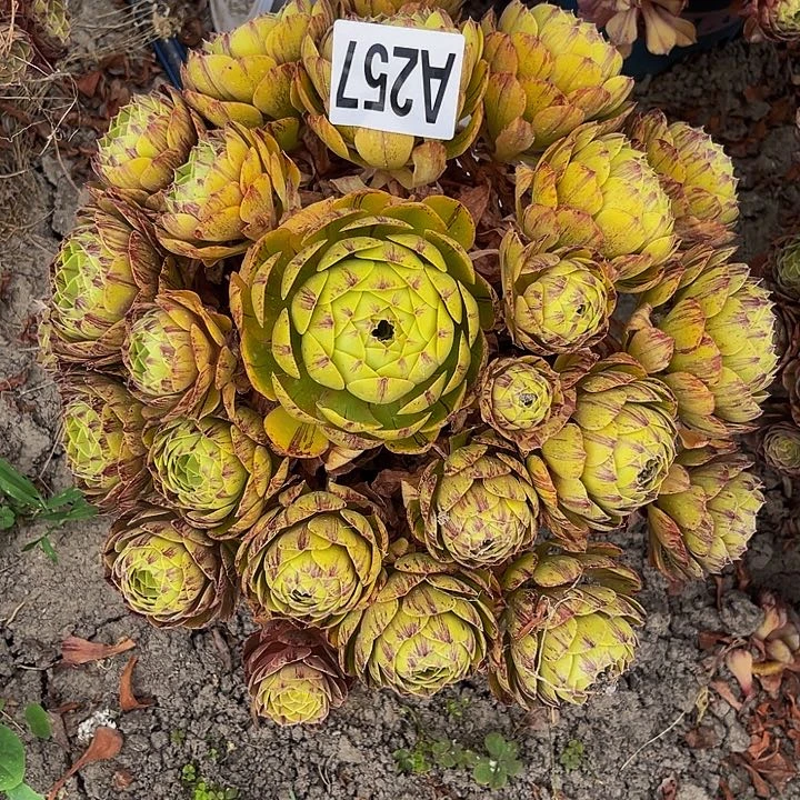 万拉丝14/-14包邮法师x