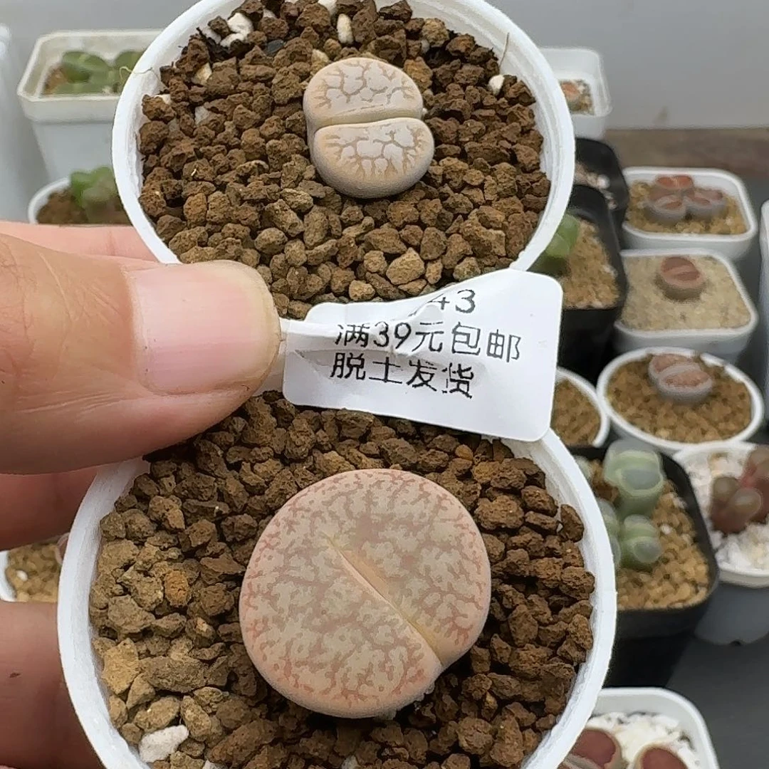 虾***米943哈哈哈哈哈哈哈哈