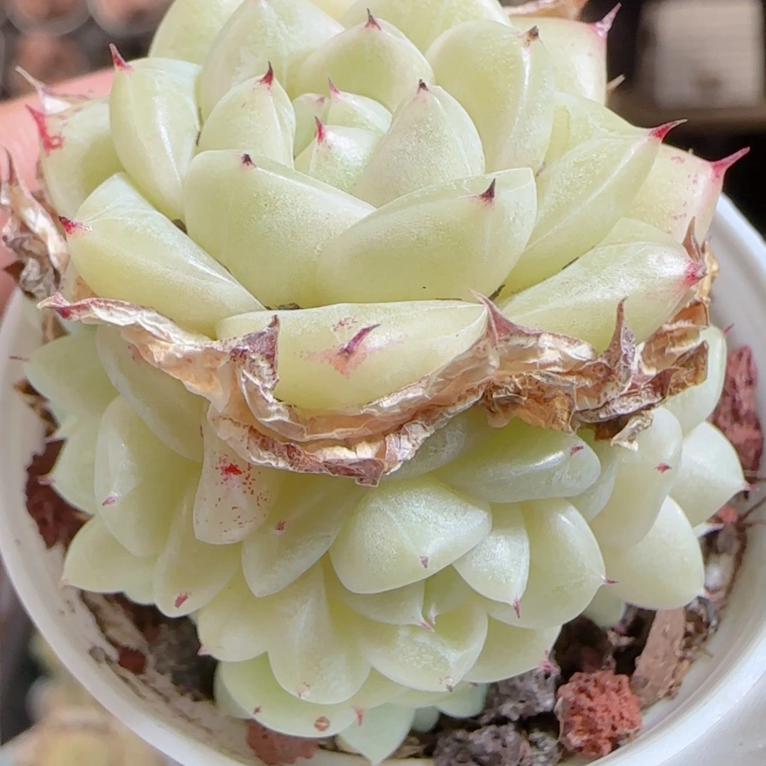 花语多肉0104-126胖魔仙散