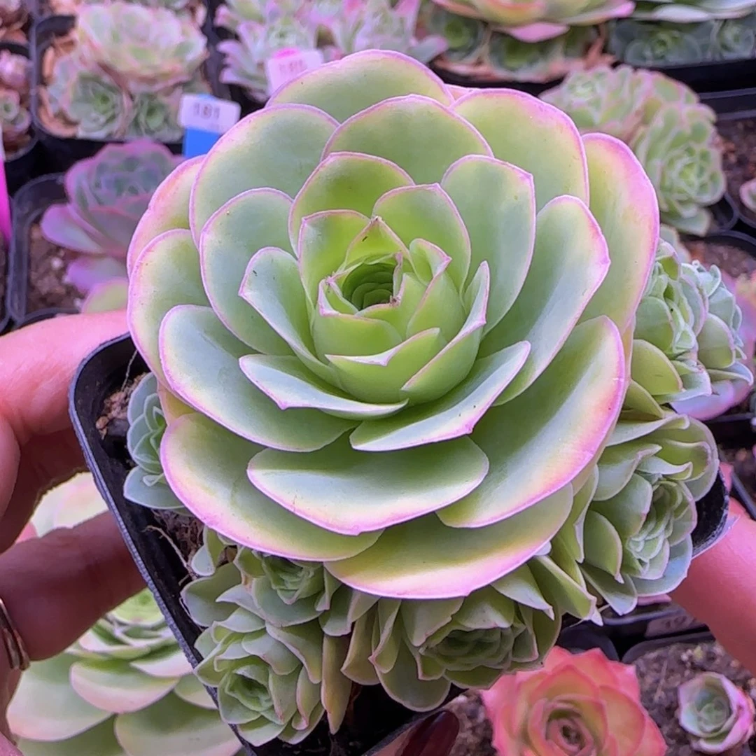 锦书玫瑰七方杯232