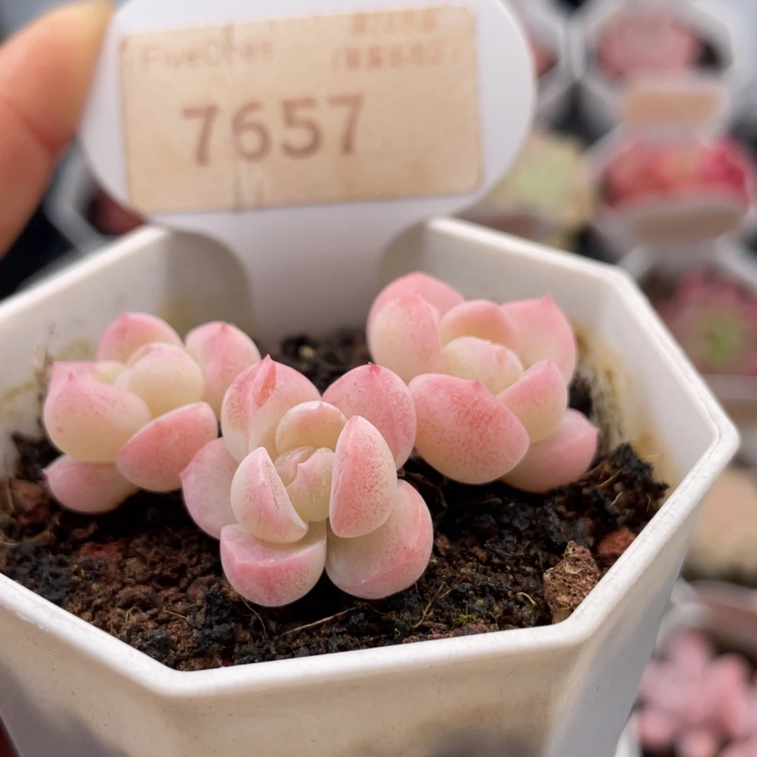 雪媚娘7657-5.0厘米