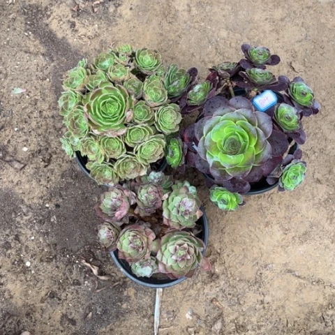 804多肉植物组合，