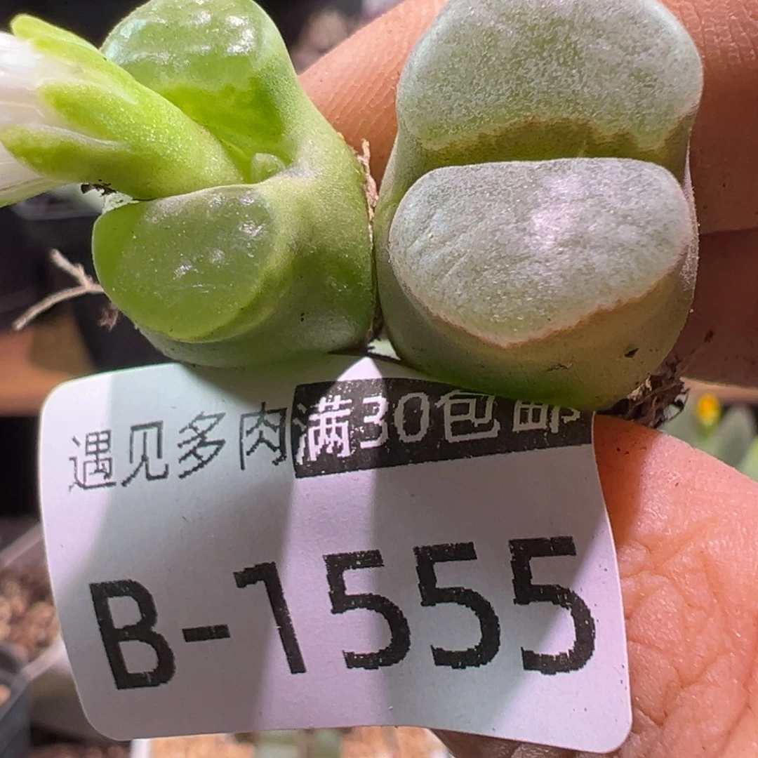 多肉植物111111111111