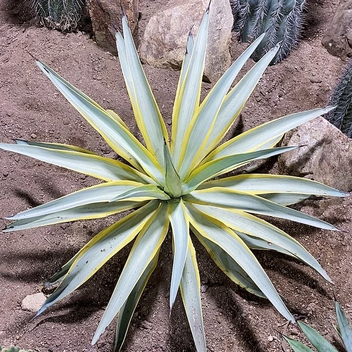 小***唐39号选手。