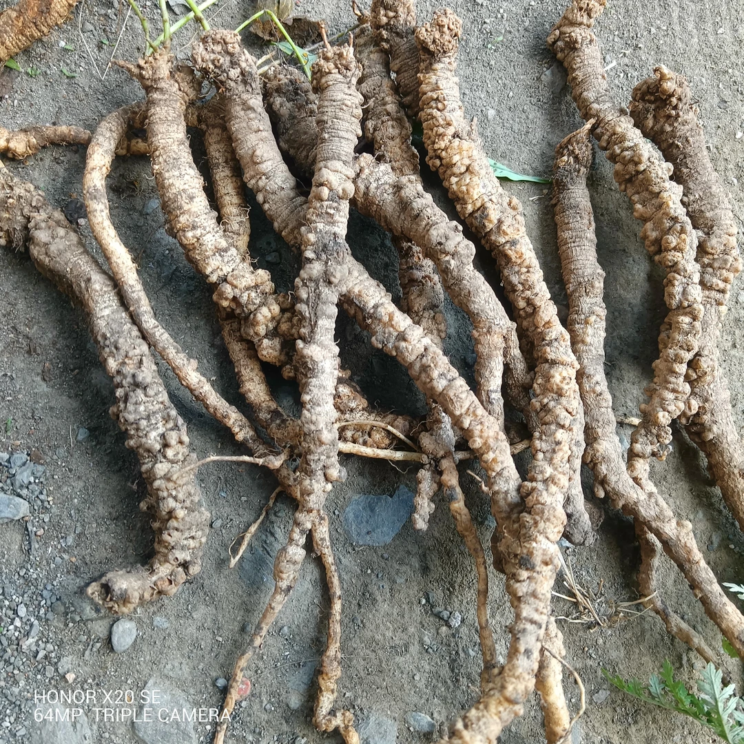 甘肃非种植新鲜党参500g包邮