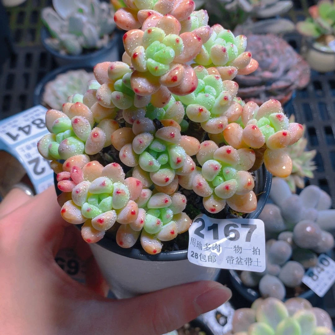5厘米盆精控多肉2167