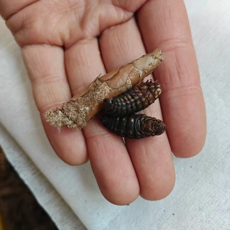 山东皮虫混合虫高蛋白活体虫适合画眉绣眼黄豆鸟食用