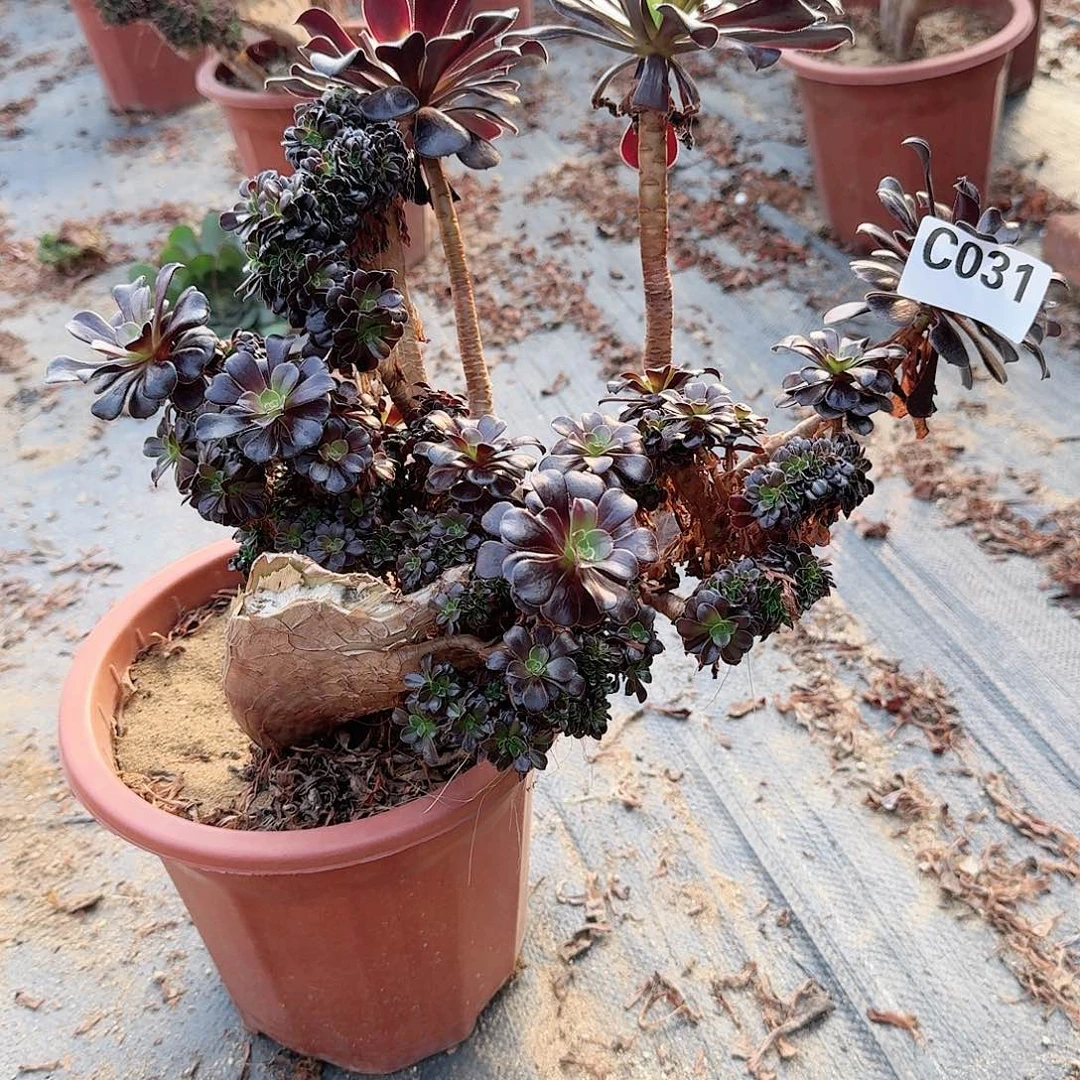 031欧紫朵朵有大伤一颗呀呀