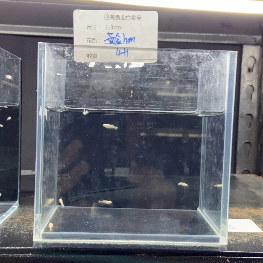 斗鱼包活不包损所见即所得108