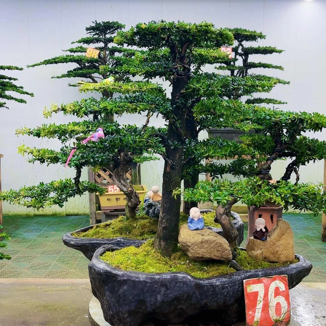 【闪购商品】无花朵