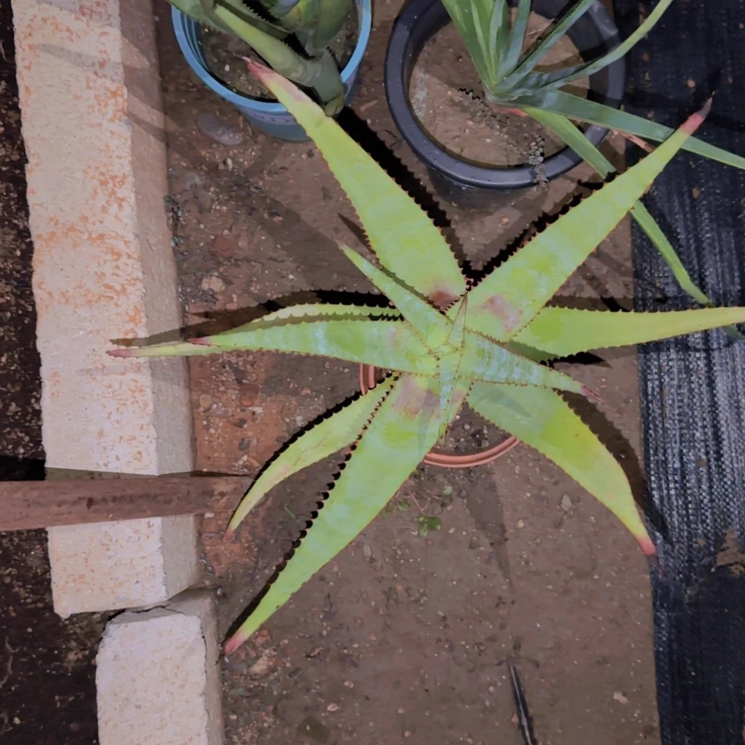 θ***块根植物块根植物