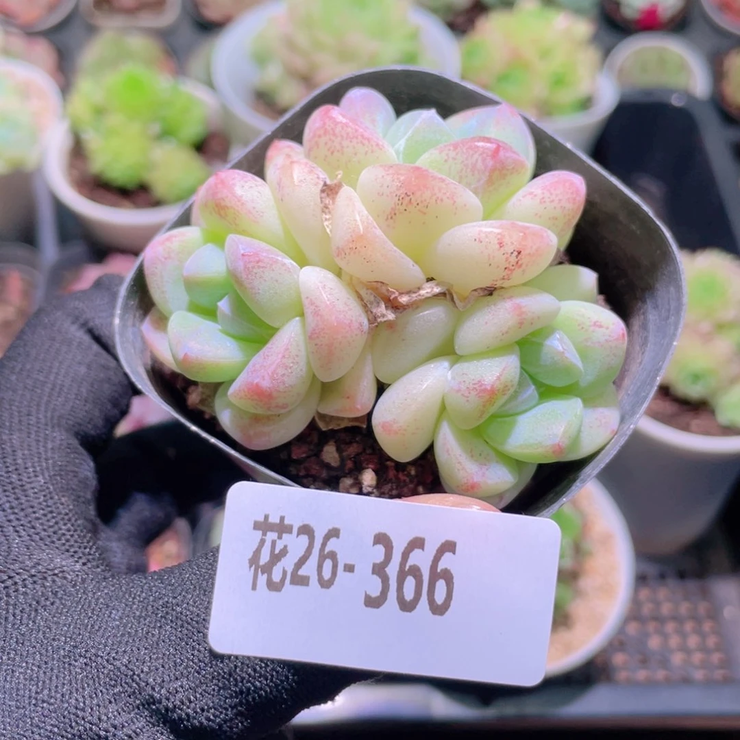 花利美26-366冰玉