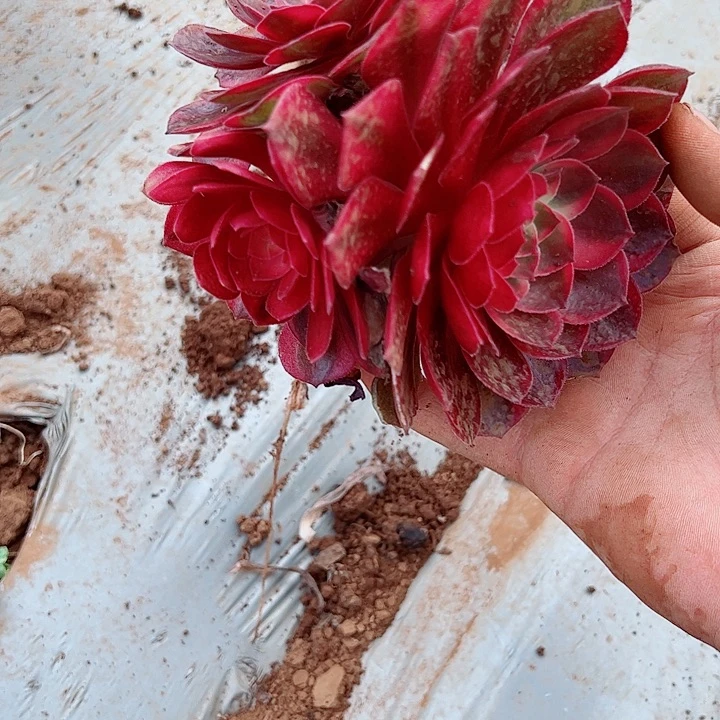 黑魔锦单头戴崽多肉植物