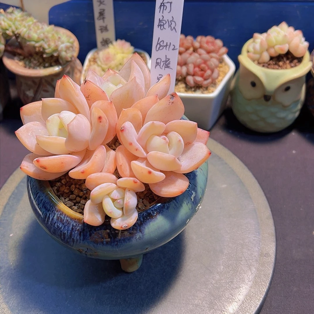 布**寳凤橙，多肉植物，