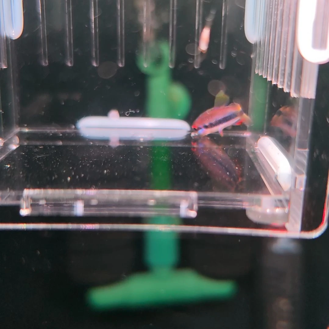 灯科鱼精选超级梦幻DY