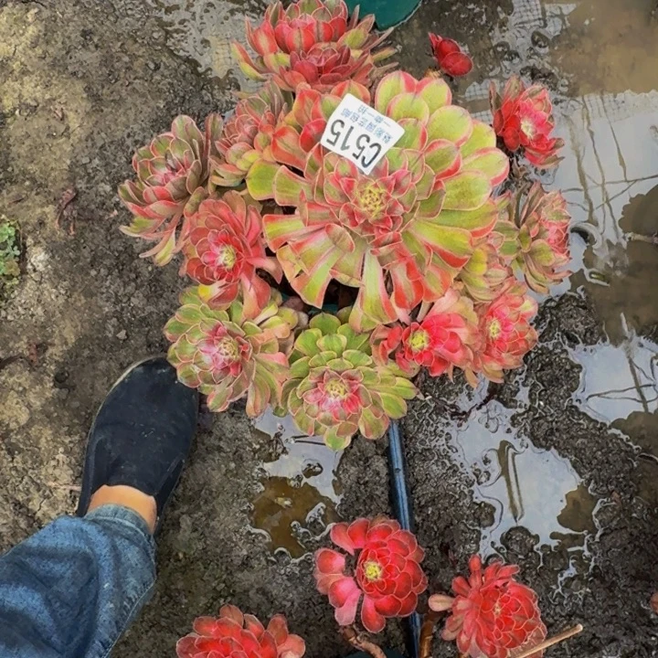 万七彩花25-33包邮花花