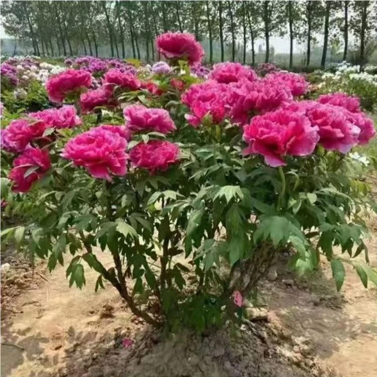 正宗重瓣牡丹花大苗盆栽老桩菏泽洛阳芍药花树苗室外庭院耐寒植物