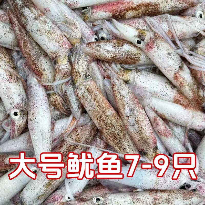 新鲜大鱿鱼 笔管鱿大号鲜活速冻