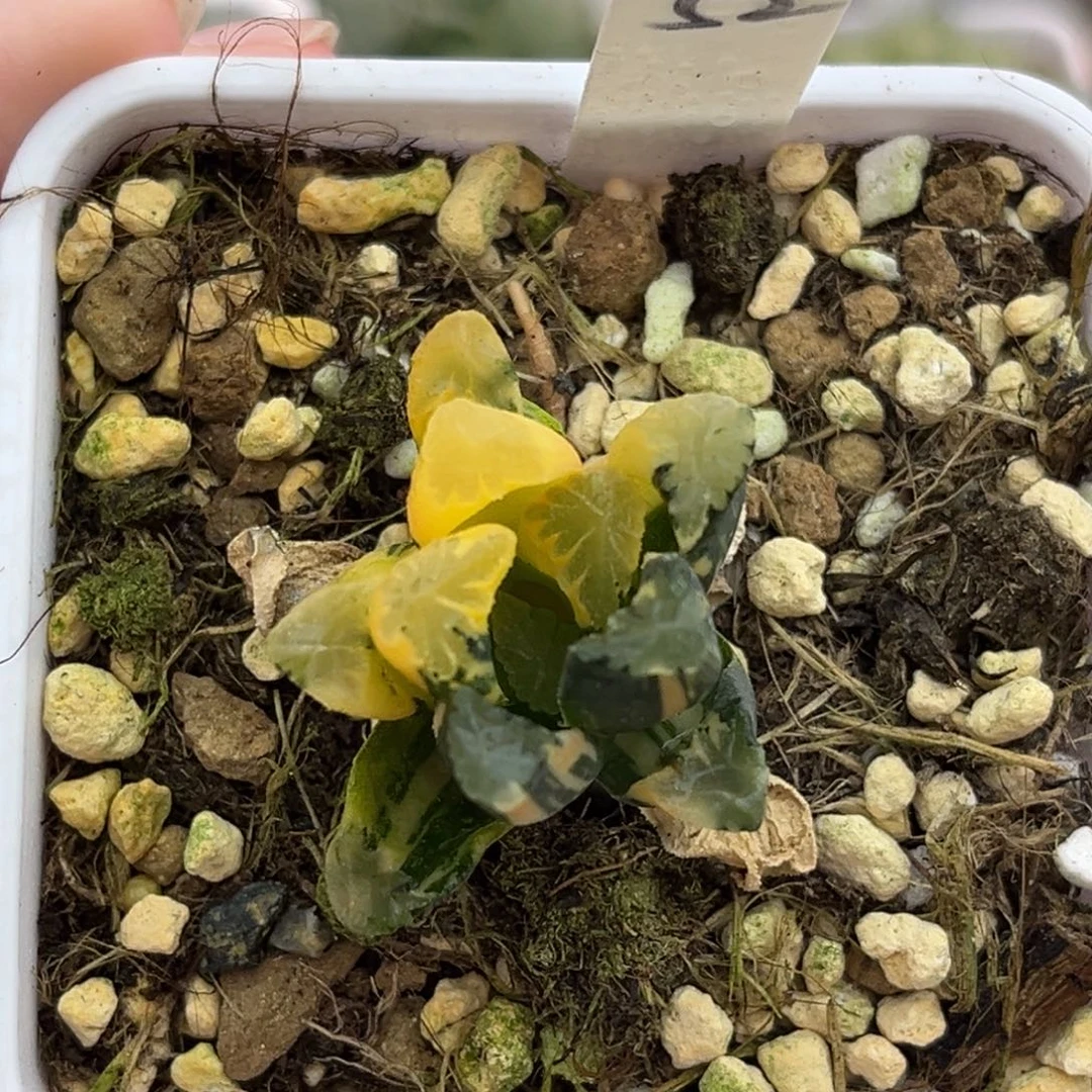 52玉万万象锦（根一般介意勿拍）福利专场