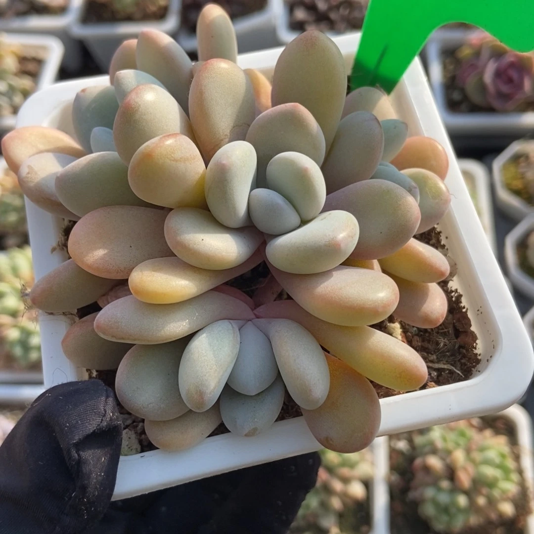 1659粉兔多肉植物