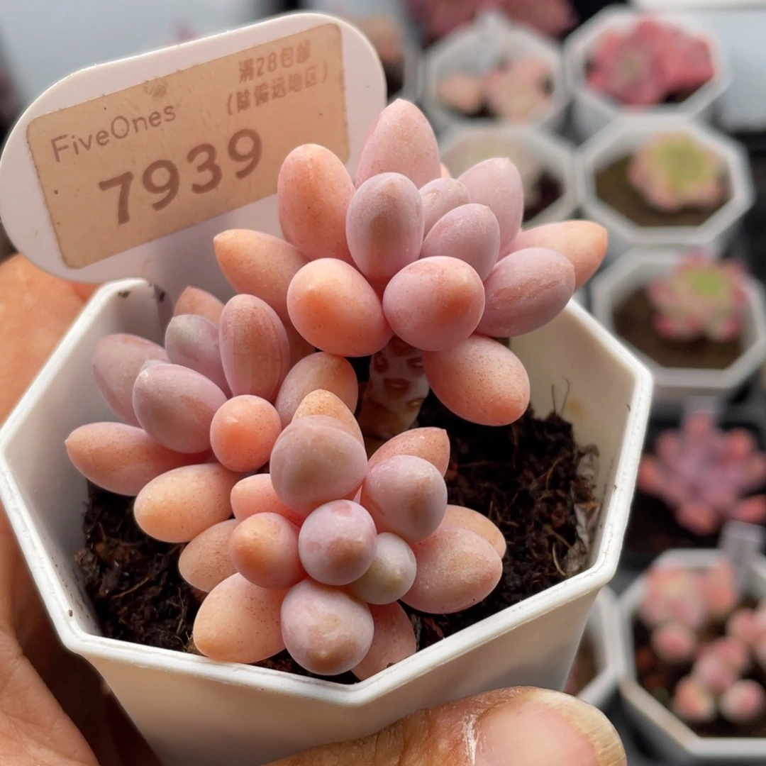 粉色恋人7939-6.5厘米