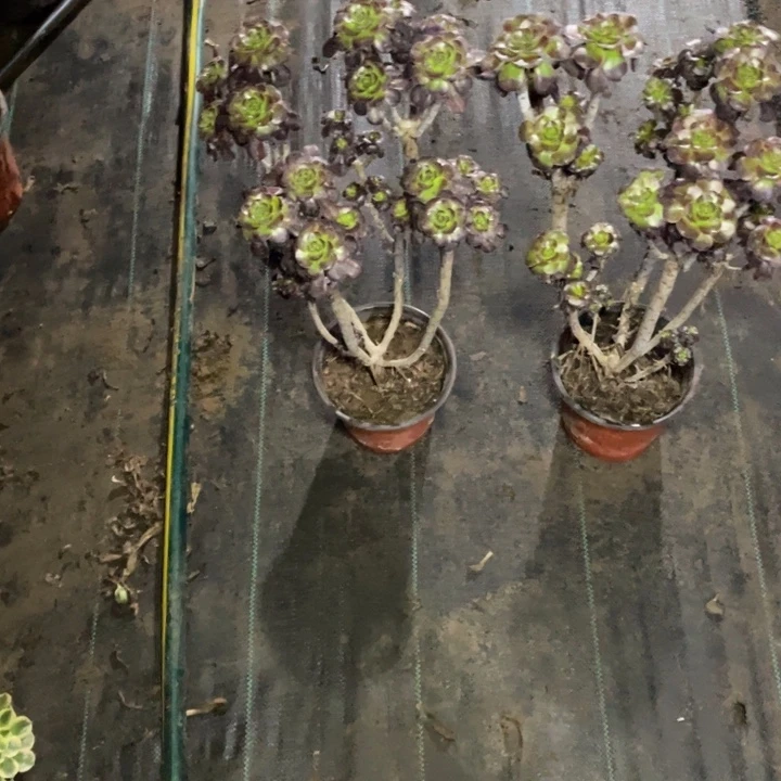 30圆叶黑法师多肉多肉多肉