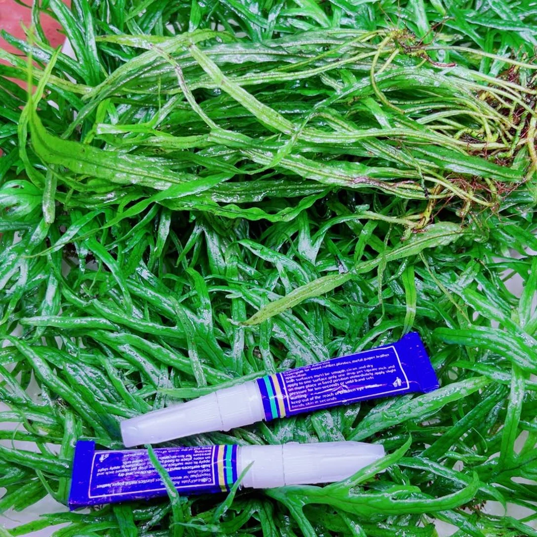美小呆哇塞套餐一份
