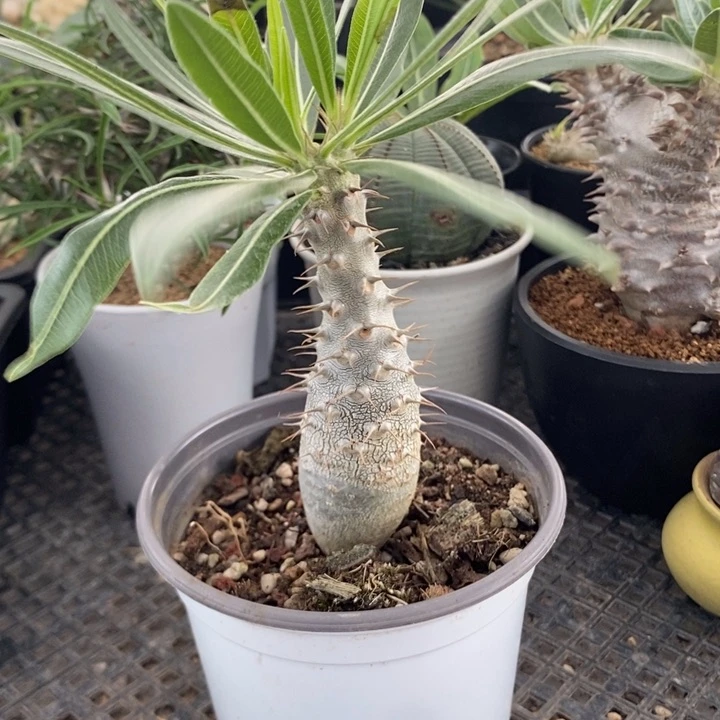 象牙宫，一物一拍，