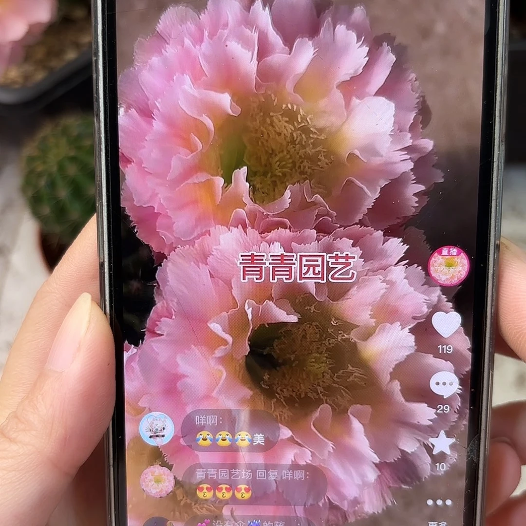 彩草颜如玉4公分侧牙
