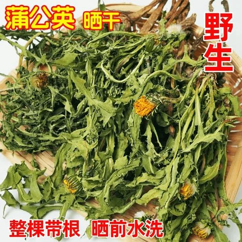 【当季头茬】村民现挖自晒蒲公英干苗婆婆丁可泡水ZS