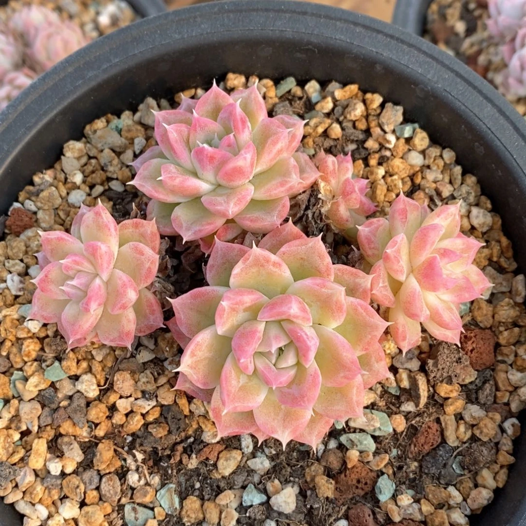 精品多肉一物一拍不包整74