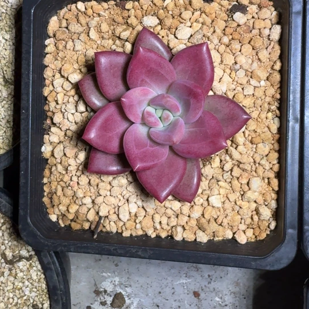赫菲斯托 单头 一物一拍