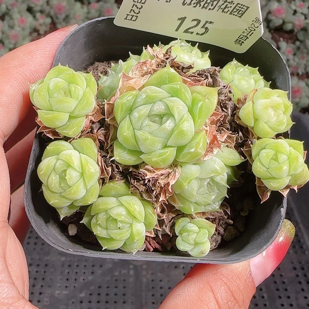 0922-125麦秆优选不包整
