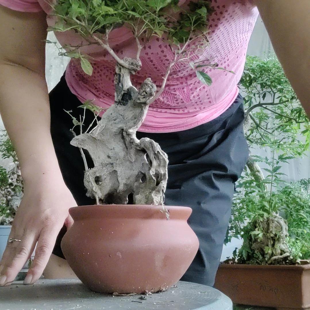 M***W无花朵黄荆盆景黄荆盆景