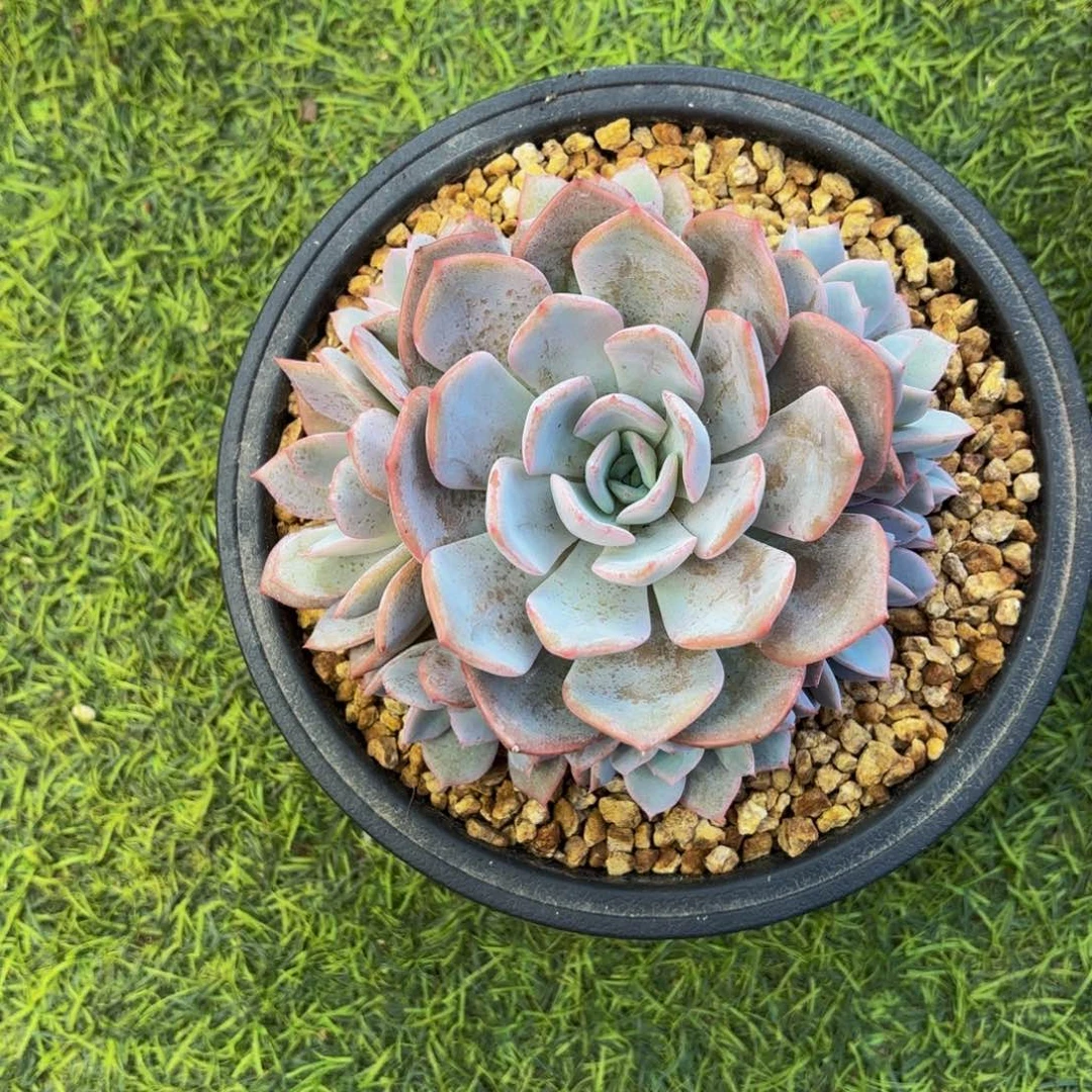 提拉米苏手捧多肉植物