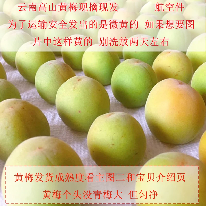 云南大理洱源高山黄梅果新鲜成熟青梅鲜果泡梅子酒梅子露海拔2500