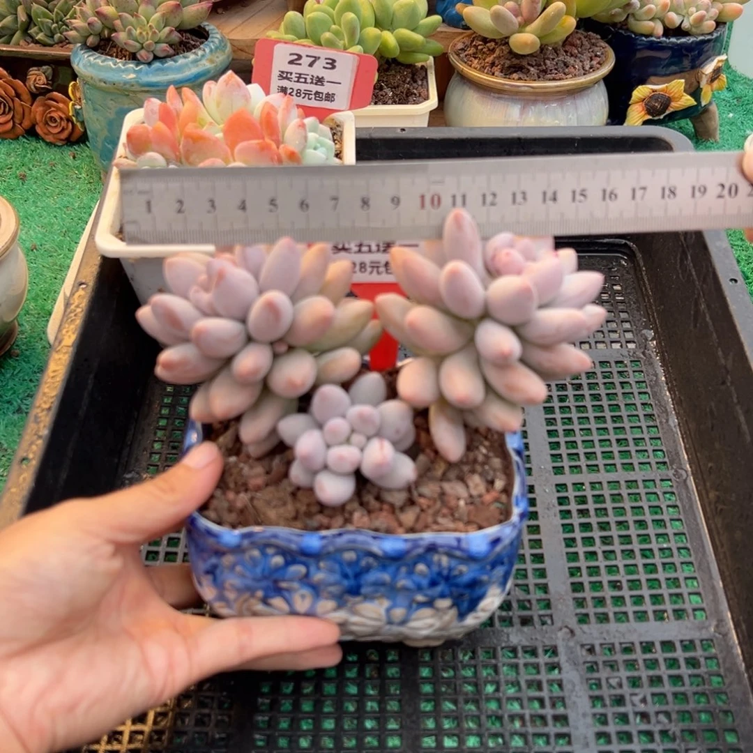 表妹精品多肉植物680.