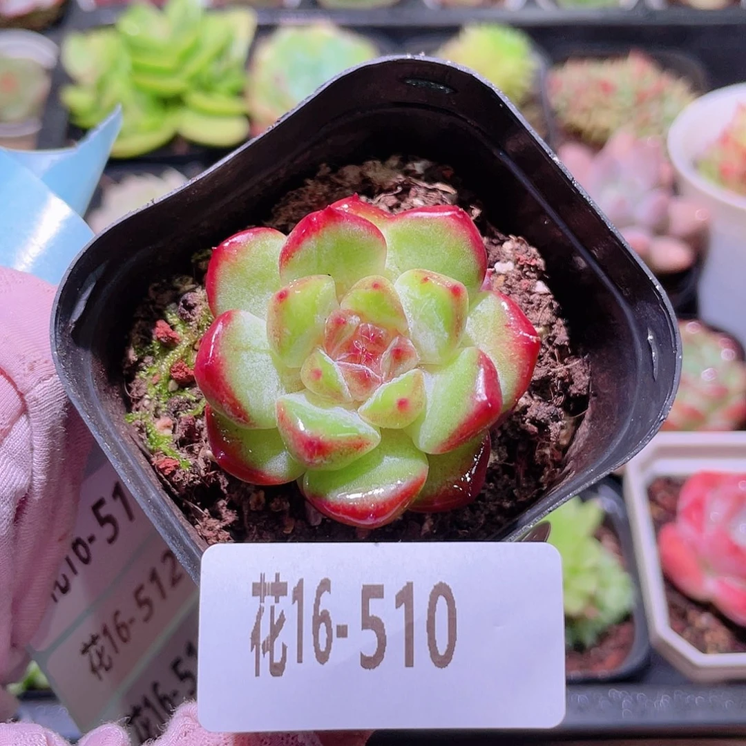 花利美16-510新品