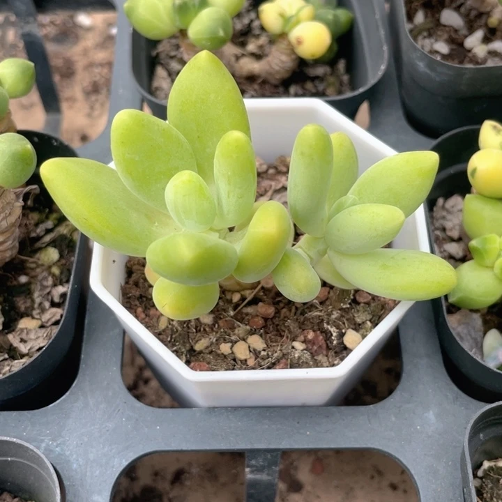 芒果奶双头随机发