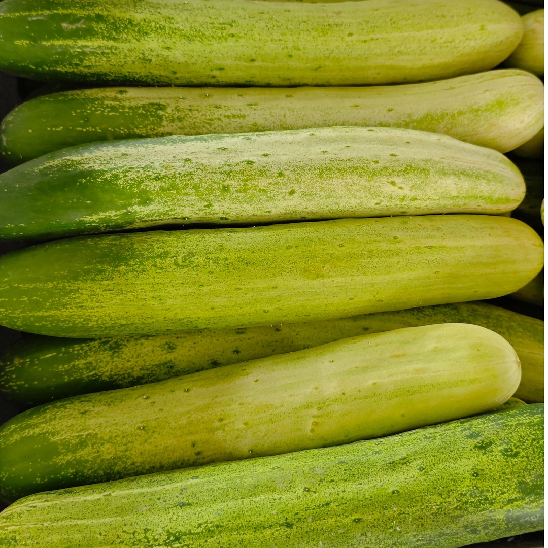 大湖高山现摘新鲜脆嫩旱黄瓜